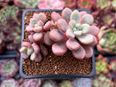 Echeveria 'Polari' 2" Cluster New Hybrid Succulent Plant