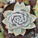 Echeveria 'Colorata' 4"-5" Large Powdery Succulent Plant