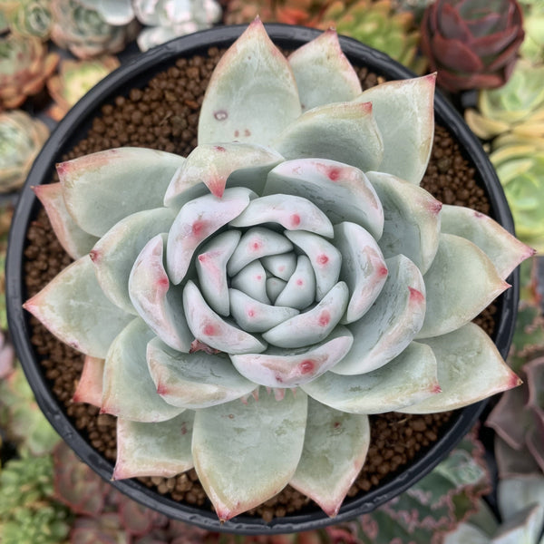 hb succulent Echeveria 'Colorata' 4"-5" Large Powdery Succulent Plant – True Succulents Plant Co