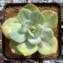 Echeveria 'Hakuhou' Variegated 3" Succulent Plant