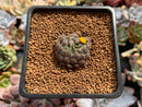 Echeveria 'Scorpio' 1" Succulent Plant