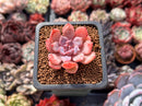 Echeveria 'Devolution' 1" Succulent Plant