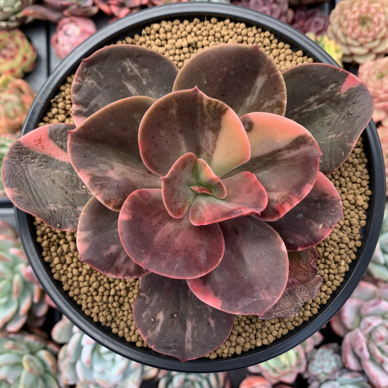 mahogany succulent Echeveria 'Primadonna' Variegated 5" Succulent Plant – True Succulents Plant Co
