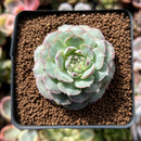 Echeveria 'Charles Rose' 2" Succulent Plant