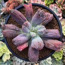 Echeveria 'Linguas' 3" Succulent Plant