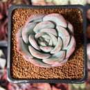 Echeveria 'Milk Rose' 2" Succulent Plant
