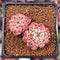 Echeveria 'Sarahime' Hybrid 2" Cluster Succulent Plant