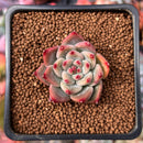 Echeveria 'Shakino' 1" Succulent Plant