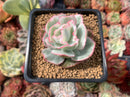 Echeveria 'Berkley Light' Variegated 2” Succulent Plant