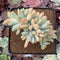 Cremeneria 'Expatriata' Crested Cluster 2"-3" Succulent Plant