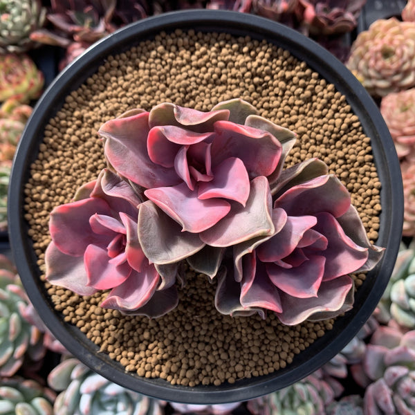 rainbow colored succulents Echeveria 'Rainbow' Variegated Cluster 4