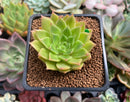 Echeveria Agavoides 'Francesca' Variegated 2" Succulent Plant
