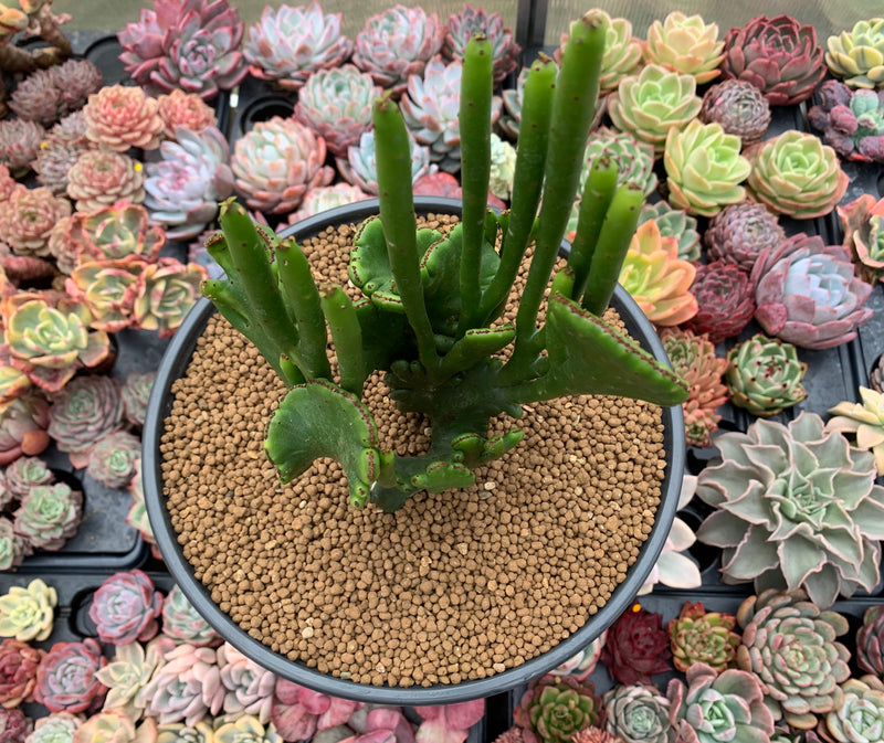 crested euphorbia succulent Euphorbia 'Leucodendron' Crested 5" Succulent Plant – True Succulents Plant Co