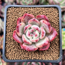Echeveria 'Collavin' 2" Succulent Plant