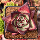 Echeveria Agavoides sp. 3" Extra Wide Leaf Succulent Plant