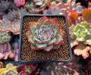 Echeveria 'Pink Crystal' 2" Succulent Plant