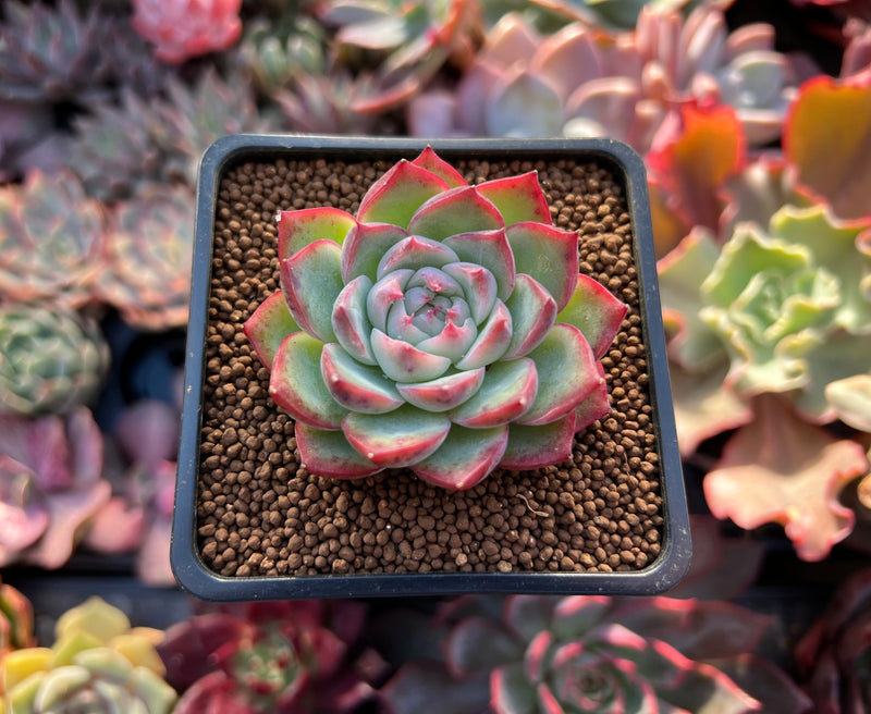 crystal succulent plant Echeveria 'Pink Crystal' 2" Succulent Plant – True Succulents Plant Co