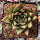 Echeveria Agavoides 'Lemon Tree' 2"-3" Succulent Plant
