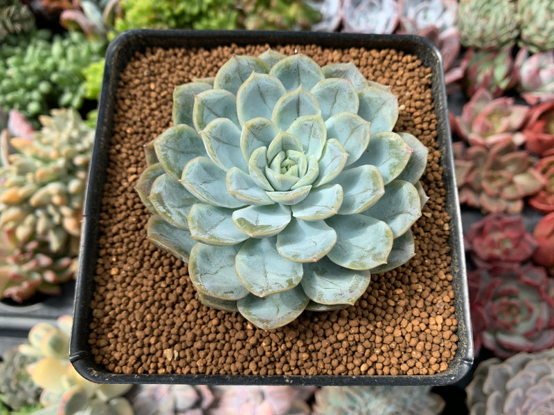 Echeveria 'Mexican Snowball' 2"-3" Succulent Plant  True Succulents Plant  Co.