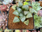 Haworhtia Correcta sp. 2"-3" Succulent Plant