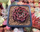 Echeveria Agavoides 'Polliseukai' 2" Succulent Plant