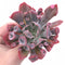 Echeveria Trumpet Pinky Large 4” Rare Succulent Plant