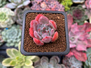 Echeveria 'Starmark' 1" Succulent Plant