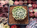 Echeveria 'White Farm' 2" Succulent Plant