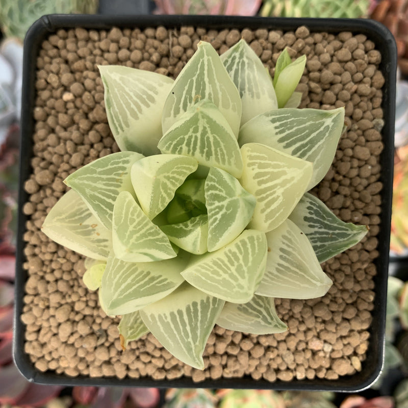 haworthia retusa succulent Haworthia 'Retusa' Variegated 3" Succulent Plant – True Succulents Plant Co