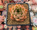 Echeveria Agavoides 'Medina' 2" Succulent Plant