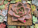 Echeveria Agavoides 'Baekya' 3" Succulent Plant
