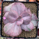 Echeveria 'Suyon Frill' Variegated 3" Succulent Plant