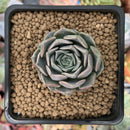 Echeveria 'Sunset' 1" Succulent Plant