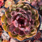 Echeveria Agavoides 'La Vie en Rose' 5" Succulent Plant