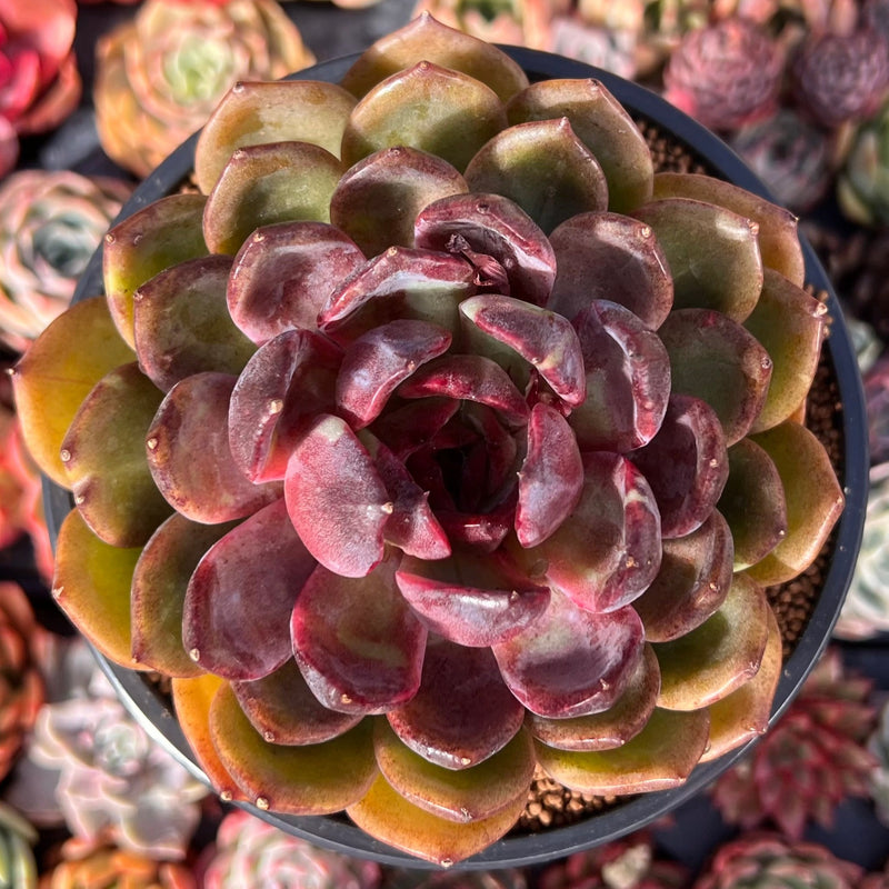 Echeveria Agavoides 'La Vie en Rose' 5