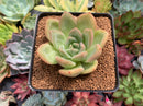 Echeveria 'Yellow Champaign' 2"-3" Succulent Plant