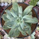 Echeveria 'Luella' Variegated 5" Large Succulent Plant