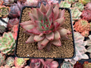 Echeveria Agavoides 'Sirus' 4" Succulent Plant