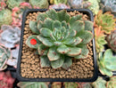 Echeveria Agavoides 'Miracle' Variegated 2" Succulent Plant