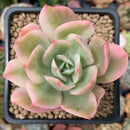 Echeveria 'Luella' Variegated 3" Succulent Plant