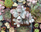 Cotyledon 'Orbiculata' 3"-4" Succulent Plant