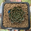 Echeveria 'Viva Chile' Non-variegated 1" Succulent Plant