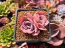 Echeveria 'Dusty Rose' 2" Succulent Plant