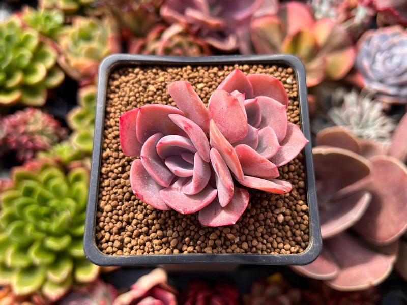 dusty rose succulent Echeveria 'Dusty Rose' 2