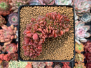 Echeveria 'Ruth Bancroft' Crested Cluster 3" Succulent Plant