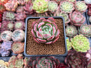Echeveria 'Hongye' 1" Succulent Plant