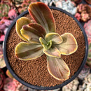 Echeveria 'Fimbriata' Variegated AKA 'Fasciculata' 3" Succulent Plant