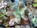Echeveria 'Linguas' 3" Succulent Plant