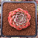 Echeveria 'Melanie' 2" Succulent Plant