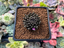 Sinocrassula Yunnanensis 1" Succulent Plant